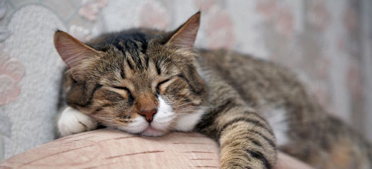 Senior cat struggling with mobility issues.