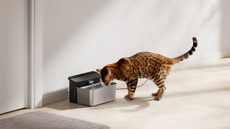 A cat drinking from a water fountain Description automatically generated