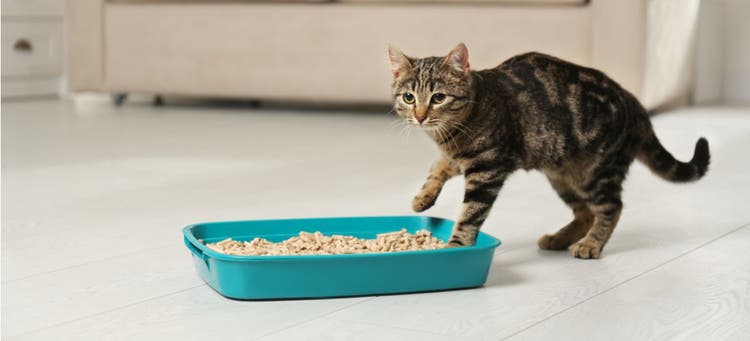 A Tabby Cat slowly climbs into its litterbox.