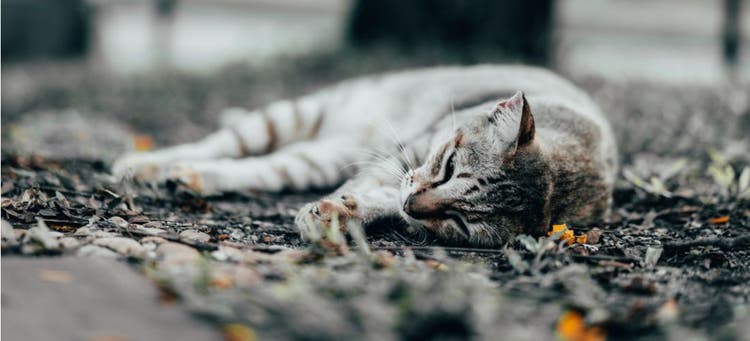 A depressed cat lying on a rug.