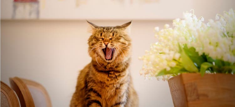 A cat with bad breath yawning.
