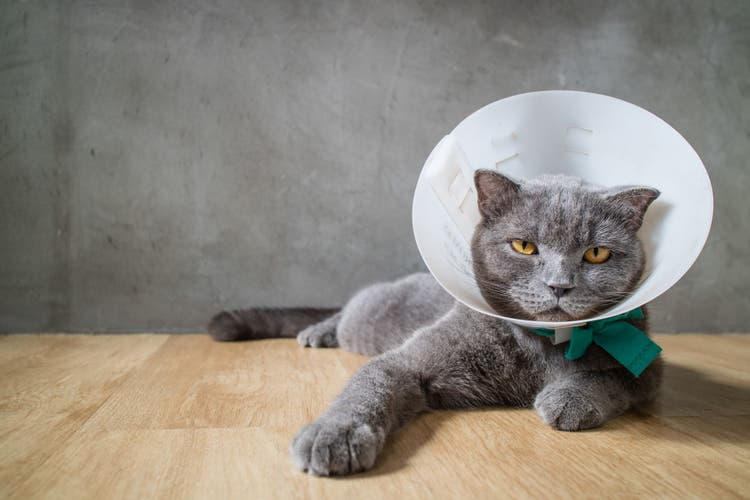 cloudy eye in cats