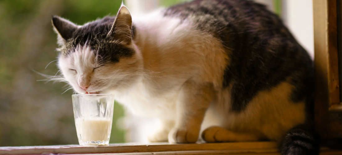 do cats prefer milk or water