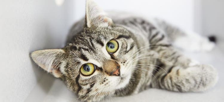 A cat lying down.