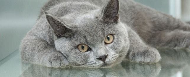 vomiting cat home care