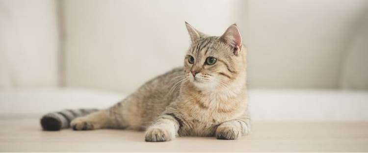 A cat relaxes on the floor.