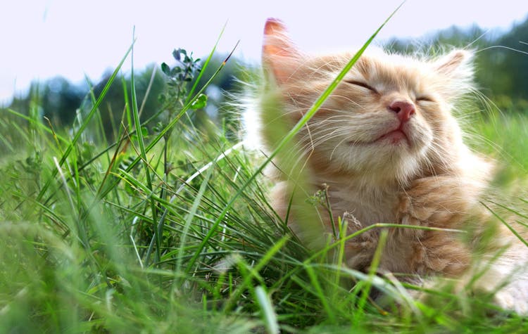 Summer Cat Care