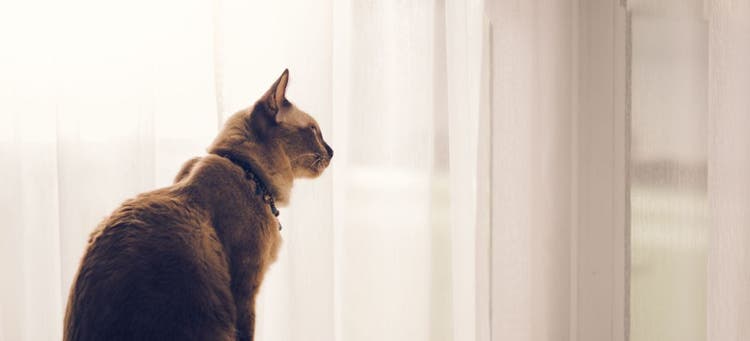 A cat with separation anxiety.