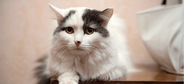 An older white cat relaxes on a dresser.