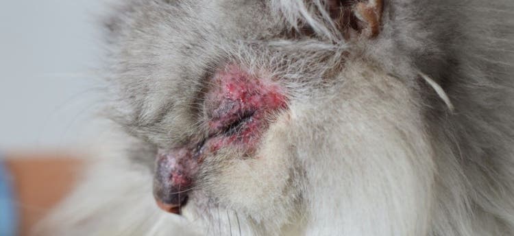 A cat with an allergic reaction around its eyes.