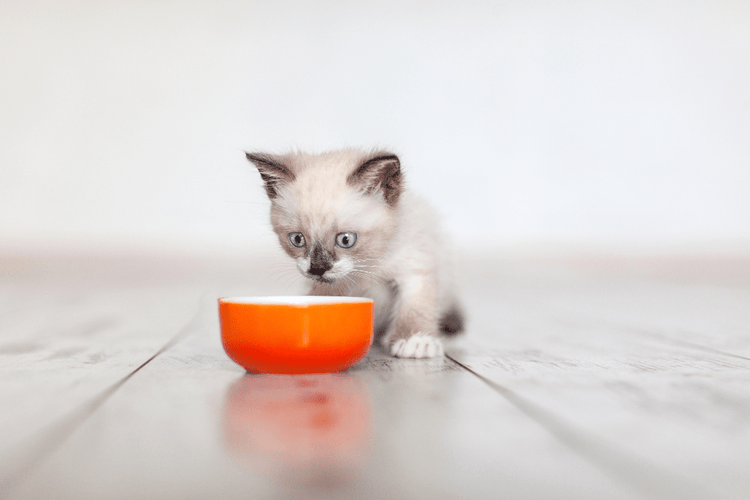A small Ragdoll cat looks into an orange bowl.