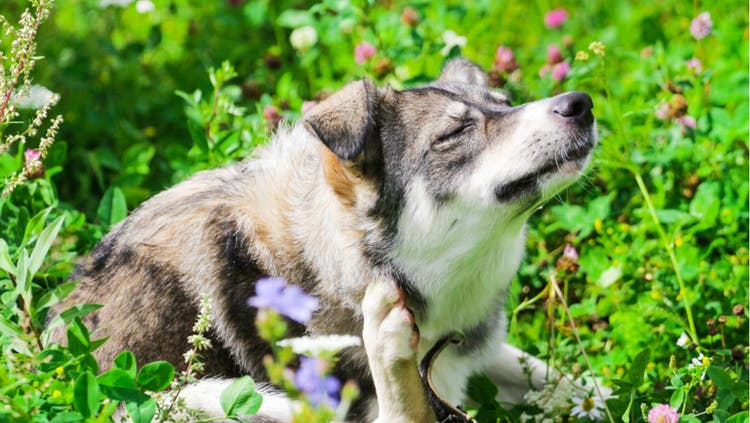 A dog in a field scratches their head with a hind leg.