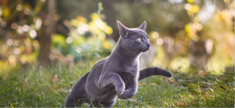 Photo of a Russian Blue cat running in the grass.