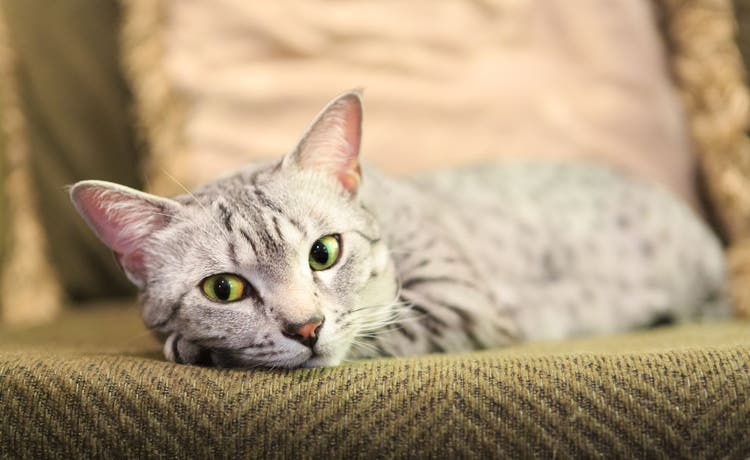 Cat gastroenteritis home treatment clearance