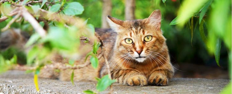 Ginger cat outdoors.