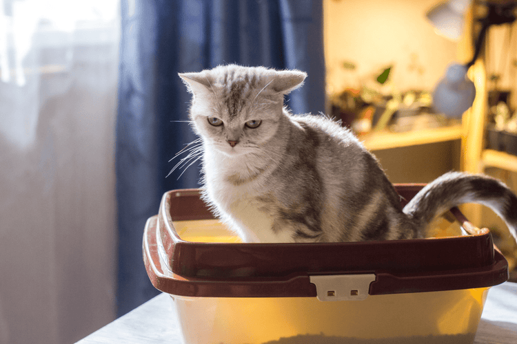 A sick-looking, white cat uses a litter box.