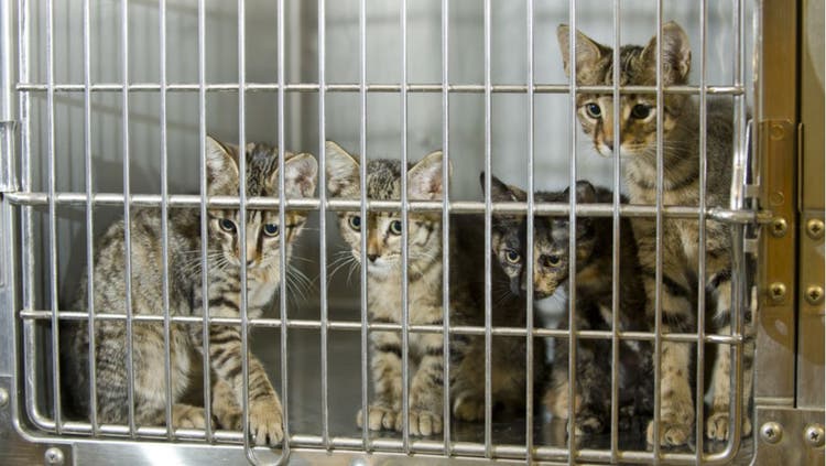 A number of kittens look out the bars of a crate.