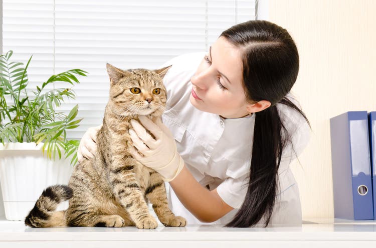 understanding blood work in cats