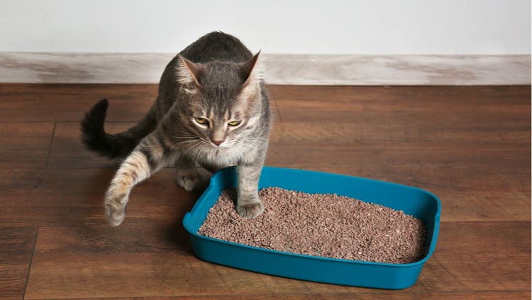 A cat, facing the camera, stands with one paw in its litter box
