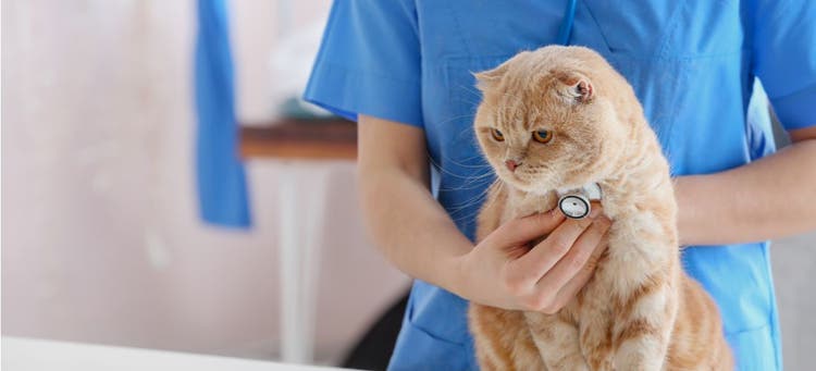 A veterinarian examining a cat.