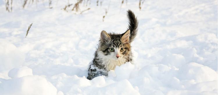 A cat crawls through the snow.