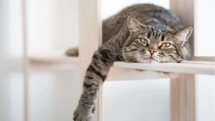 A lazy, grey cat relaxes at home with its paw dangling over a ledge.