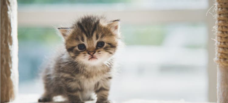 A curious kitten plays on their cat tower.