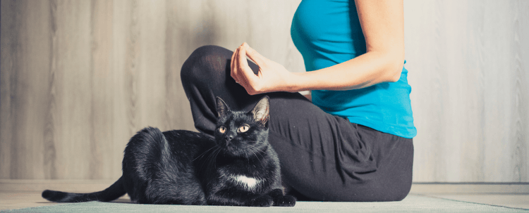 A pet parent and cat work on their wellness plan.