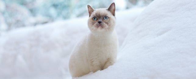 winter cat names