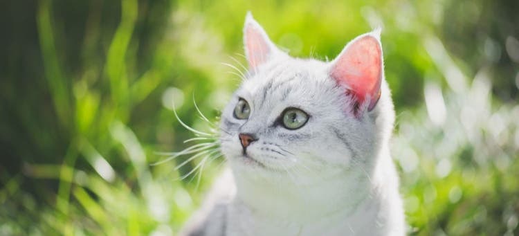 Get a summer-inspired cat name for a outdoor loving cat like this.