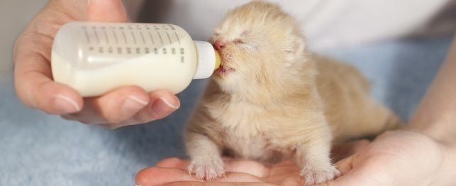 how much milk should a kitten drink