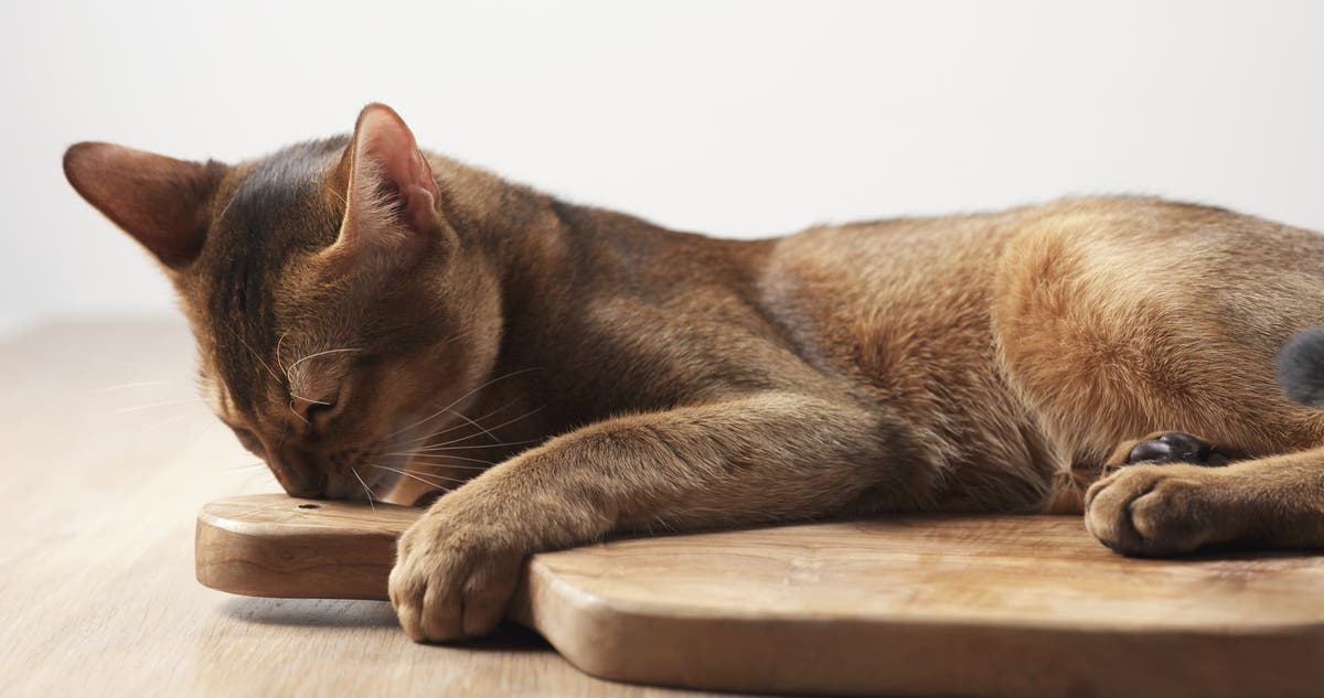 Are olives bad for on sale cats