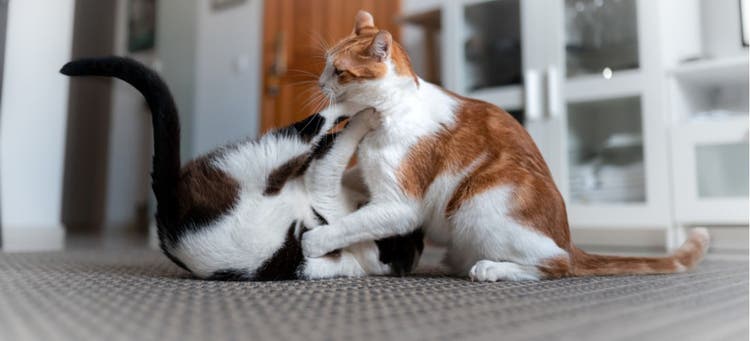 1 cat jumping on another cat.