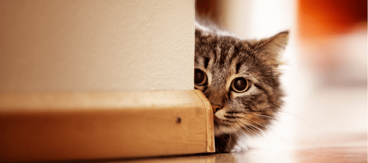 A cat peeks around corner.