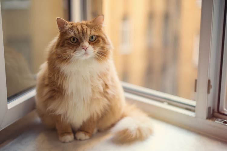 Does my cat have an infection or is he just overweight?