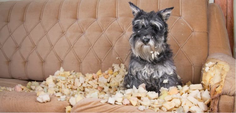 A schnauzer sits in a pile of stuffing from a damaged couch.