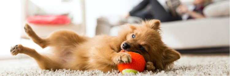 A dog rolling on it side, playing with a rubber ball.