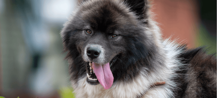 A Chow Chow-Husky mixed-breed dog sticks out its tongue.