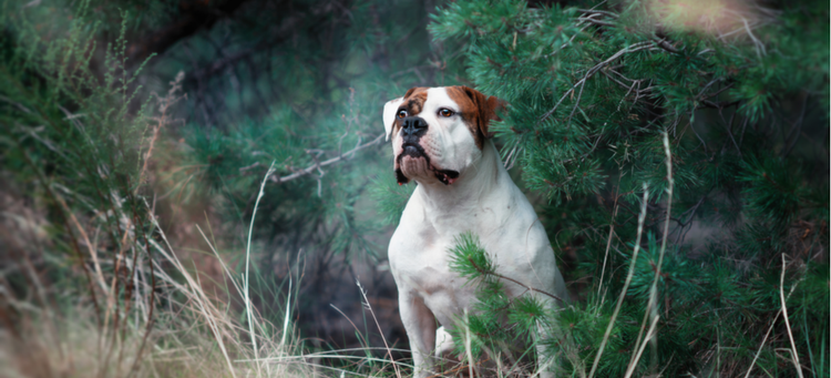 An American Bulldog poses in the forest.