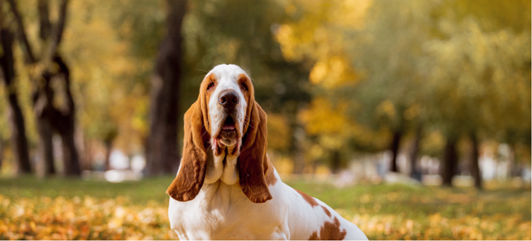 A droopy-eared Basset Hound