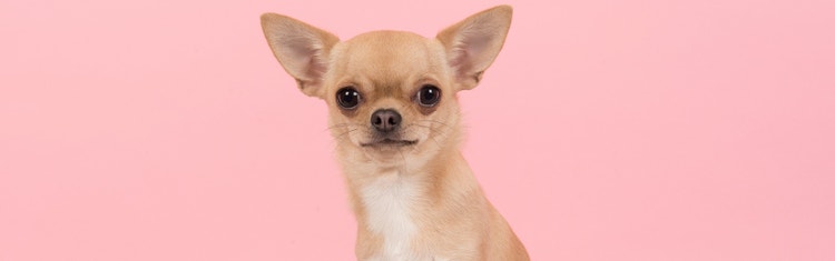 Chihuahua sitting before a pink background