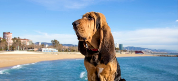 A Bloodhound soaks up the summer sun.