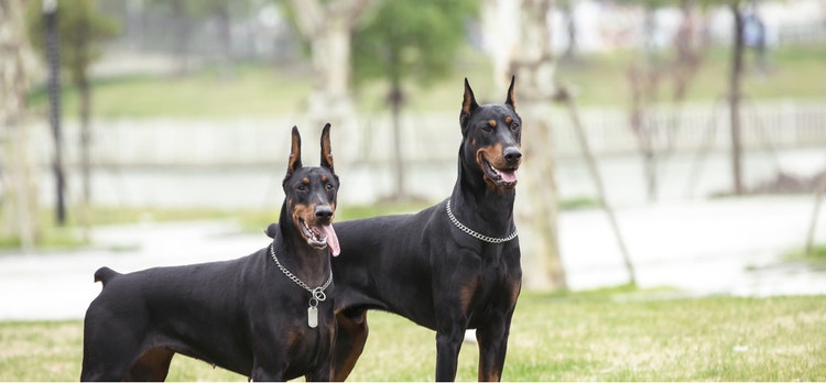 Two Doberman Pinschers pose for the camera.