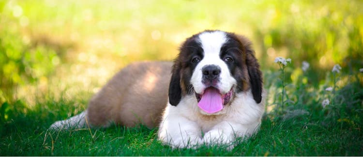 Physical and personality traits of the Saint Bernard.