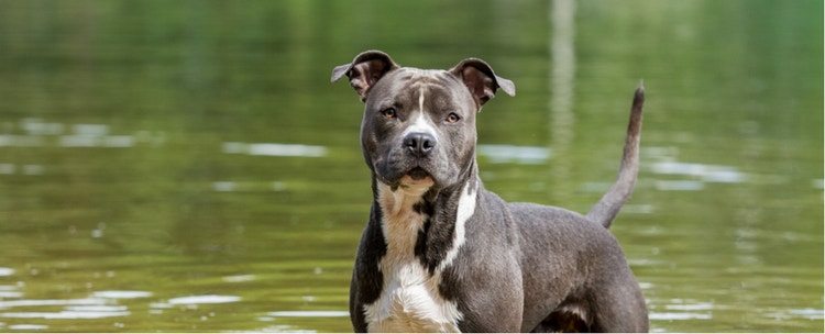 An American Staffordshire Terrier takes a dip in the pond.