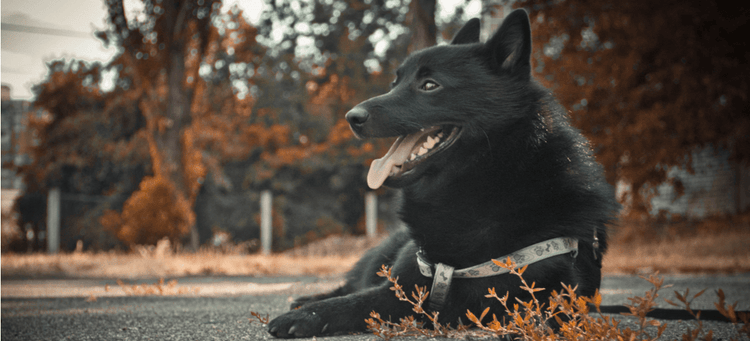 A Schipperke, which is a small-breed dog, relaxes in the park.