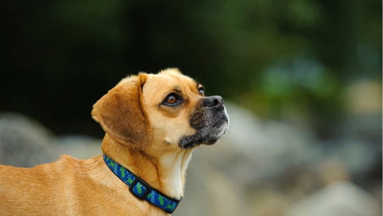 A Puggle in a blue and green collar.