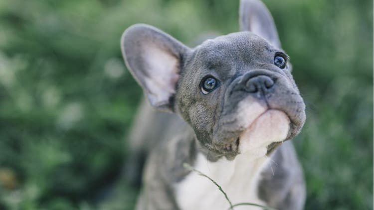 A portrait of a smiling French Bulldog.