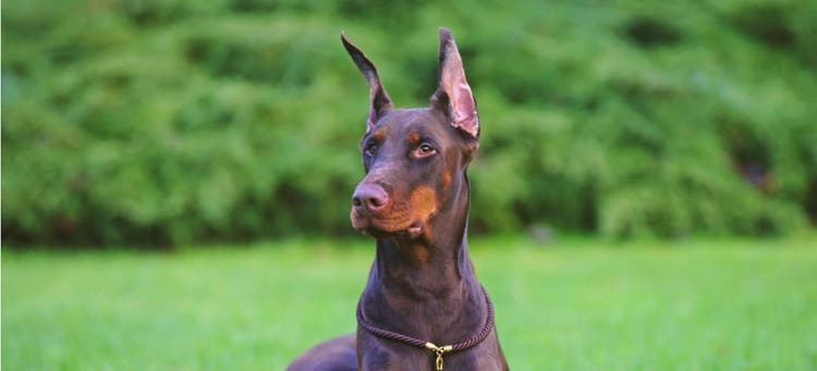 A Doberman sits patiently in the park.