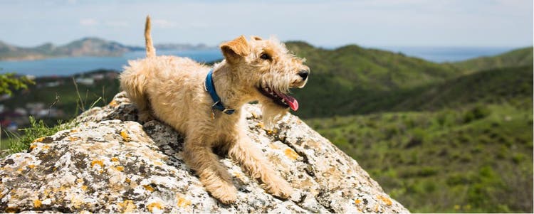 Lakeland Terrier on the rocks.